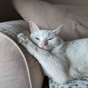 Meet your Posher, Liliana